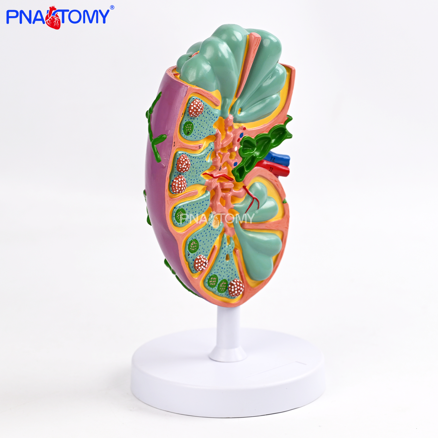 人体淋巴结系统模型深浅层淋巴循环医学医用教学医患沟通实训道具