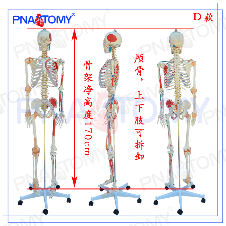人体全身骨骼大骨架模型仿真成人可拆卸骷髅骨肌肉标识教学医用