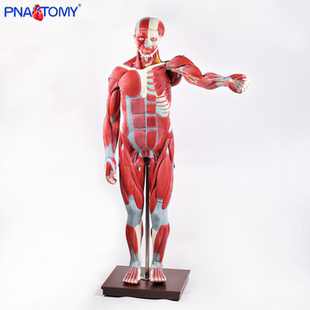 170CM全身肌肉人模型人体解剖教学教具肌肉分布医用学习演示模型