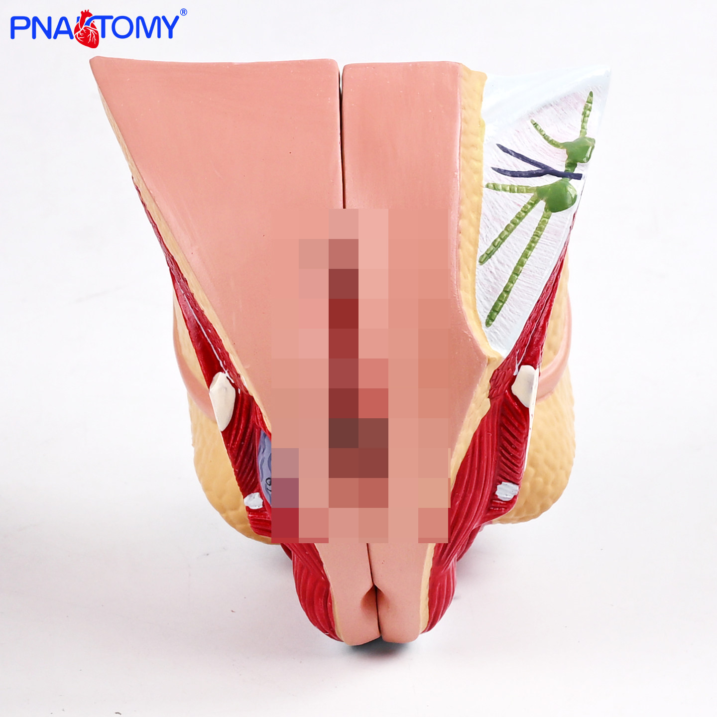 女性内外生殖器4部件人体盆腔矢状切面解剖模型子宫卵巢输卵管道,文具电教/文化用品/商务用品,教学标本/模型,淘宝优惠券,粉丝福利购,淘宝优惠卷