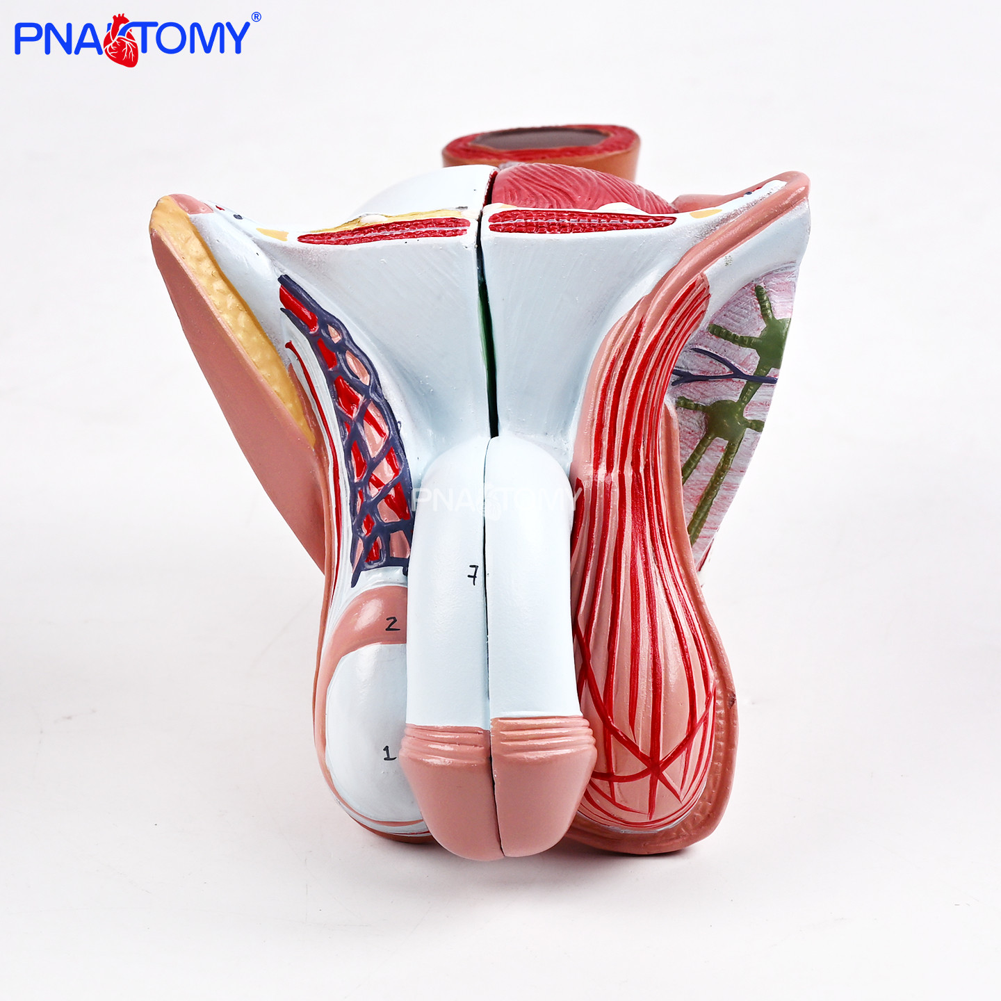 男性内外生殖器模型4部件睾丸附睾输精管前列腺结构泌尿外科男科,文具电教/文化用品/商务用品,教学标本/模型,淘宝优惠券,粉丝福利购,淘宝优惠卷