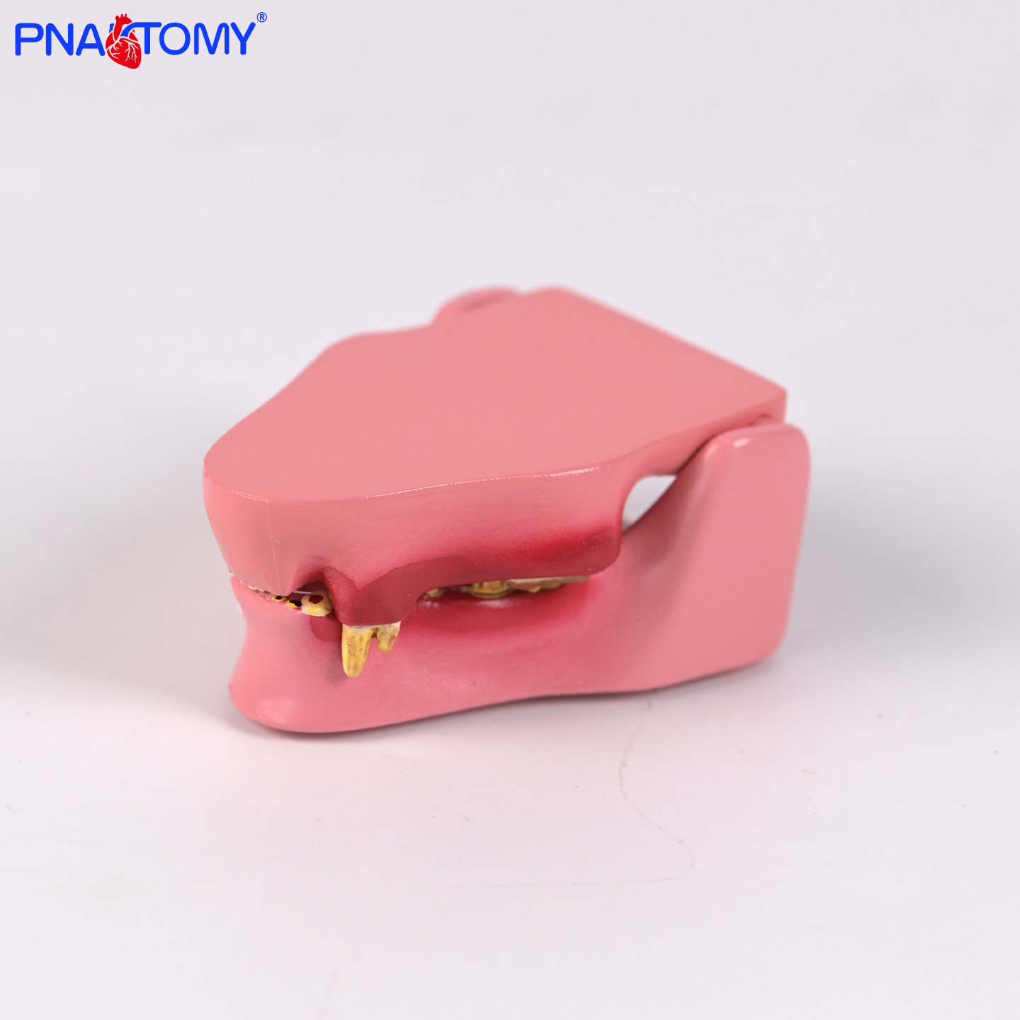 医用猫牙齿模型宠物牙科解剖牙齿形态细兽医培训教学展示标注道具