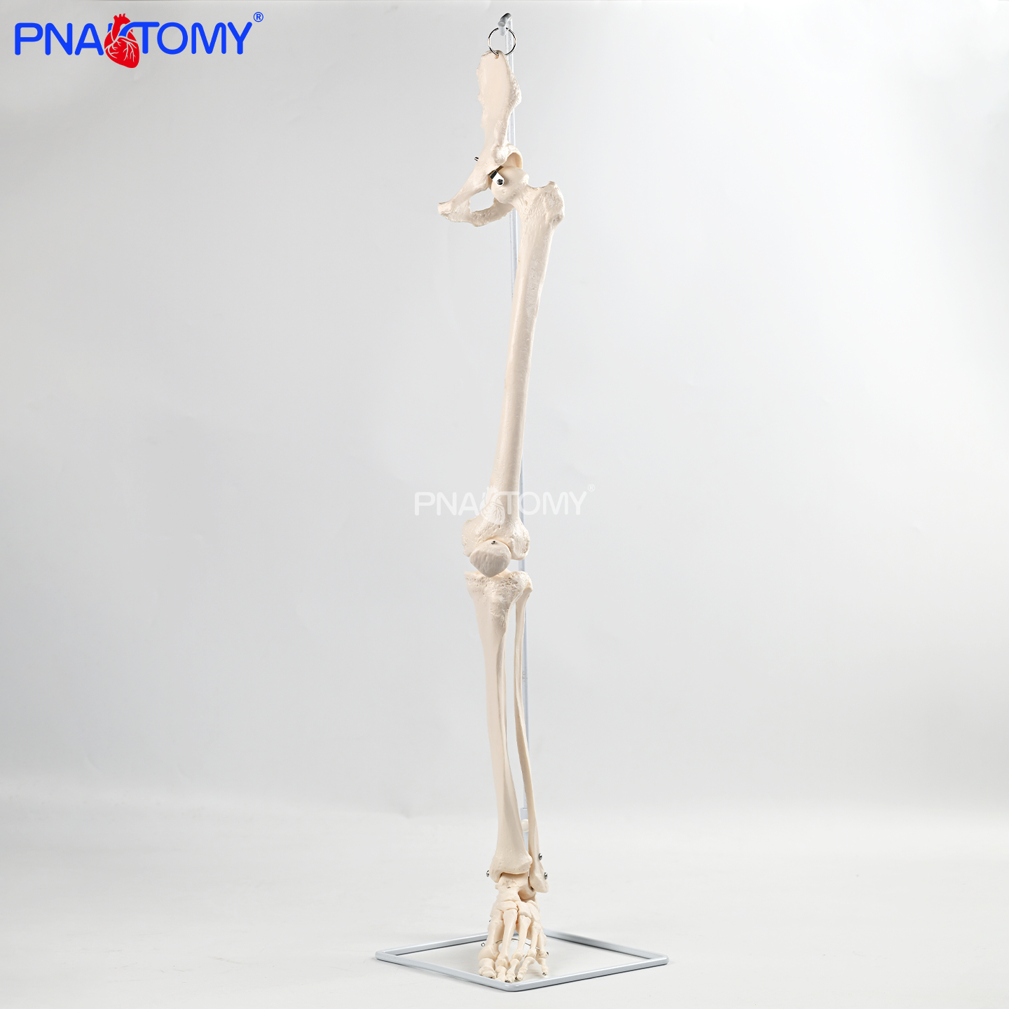悬挂式下肢骨带髋骨解剖模型骶髂关节可动可拆卸医用医患沟通道具