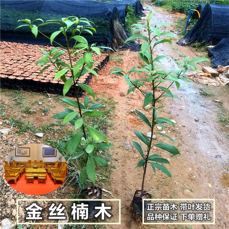 正宗金丝楠木树苗四川名贵小叶桢楠金丝楠绿化盆景栽南北种植抗寒