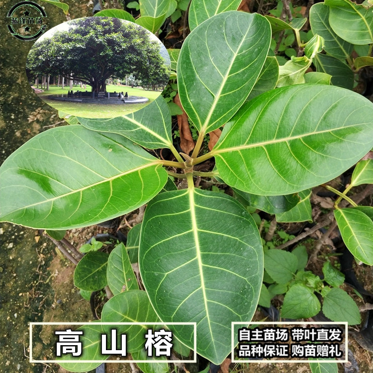 正宗高山榕树苗大青树小叶榕树苗大叶榕小苗庭院绿化盆景地栽植物