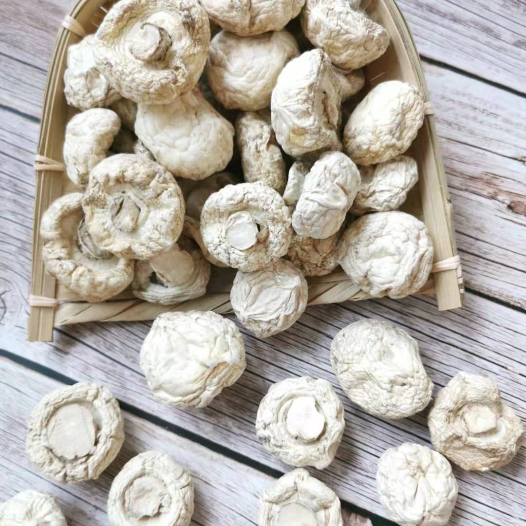 口蘑干货草原特产巴音布鲁克草菇钉子菇圆菇250g营养菌菇煲汤天然