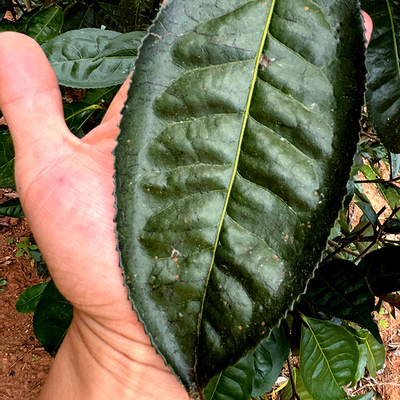 五代茶匠 2025谢家古茶园 800茶王古树 60克生茶散茶头春头采