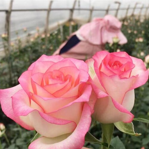 玫瑰花苗大花浓香买三送一