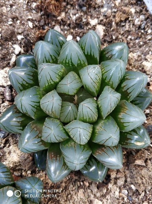 瓦苇十二卷黑肌玉露实物厘米