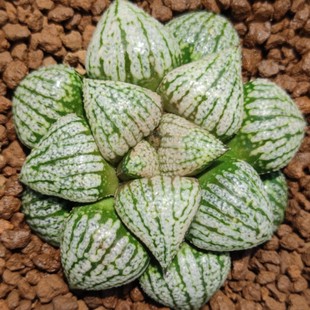 瓦苇十二卷寿白银琥珀8厘米大实物拍照可选带盆土发货包邮韵达