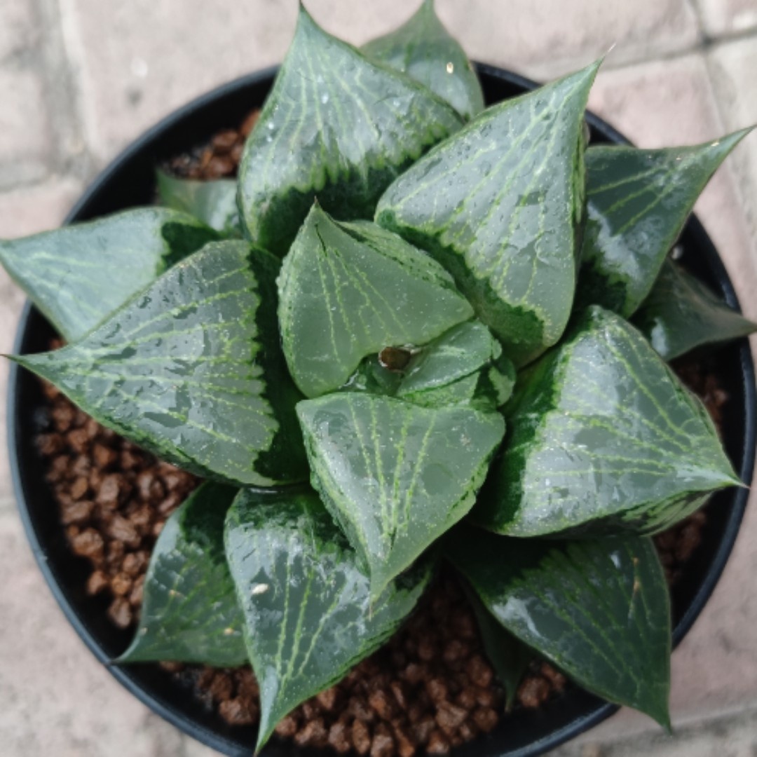 十二卷裹班若裹般若12-13厘米实物拍照可选带盆土发货包邮