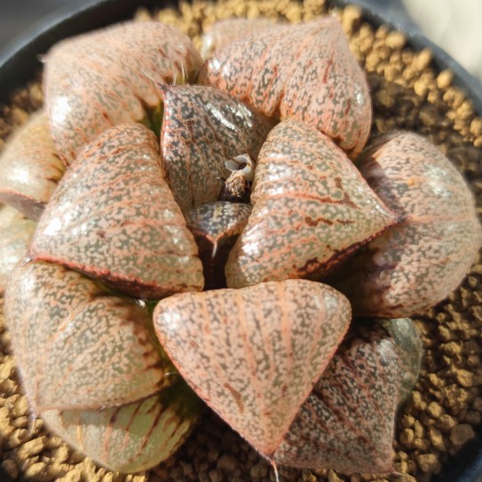 多肉植物十二卷翡翠白银8厘米，多肉植物