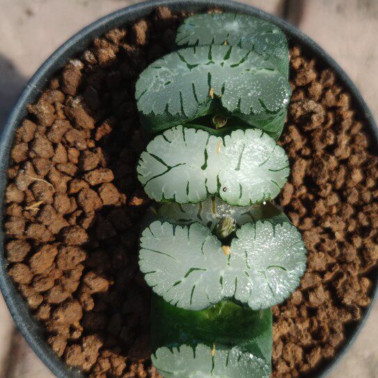 十二卷白玉窗玉扇8.5厘米,实物拍照,带盆土发货,包邮.