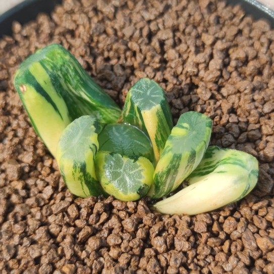 十二卷三色万象锦6厘米,实物拍照,带盆土发货包邮