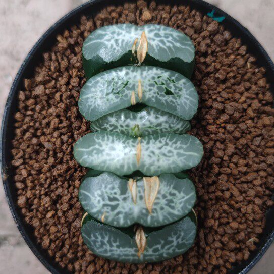 十二卷碧峰玉扇7-8厘米大新品种实物拍照可选带盆土发货包邮韵达