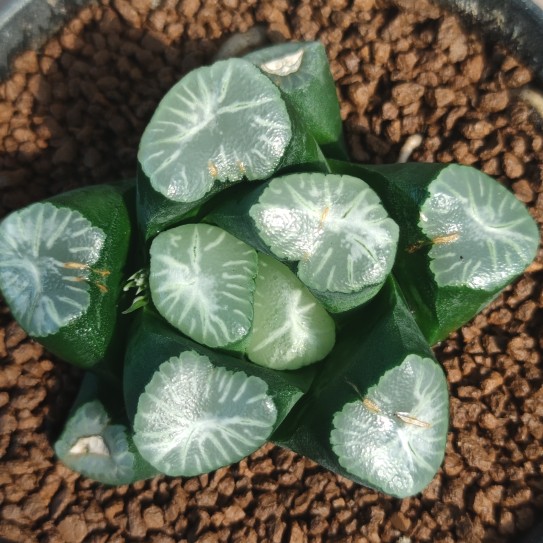 十二卷厘米带盆土多肉植物包邮