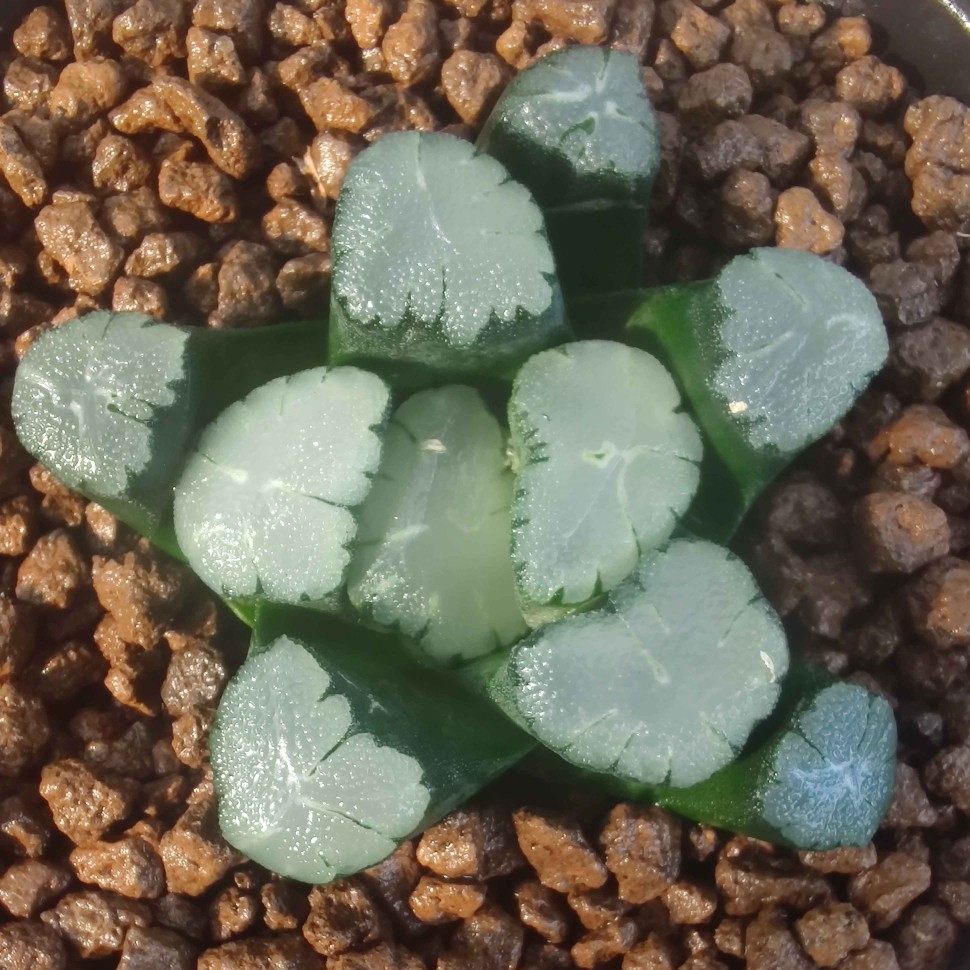 十二卷天照万象6厘米,实物拍照可选,带盆土发货,包邮.