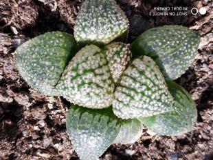 瓦苇十二卷铂金白银寿9厘米，实物拍照可选，带盆土发货，包邮。