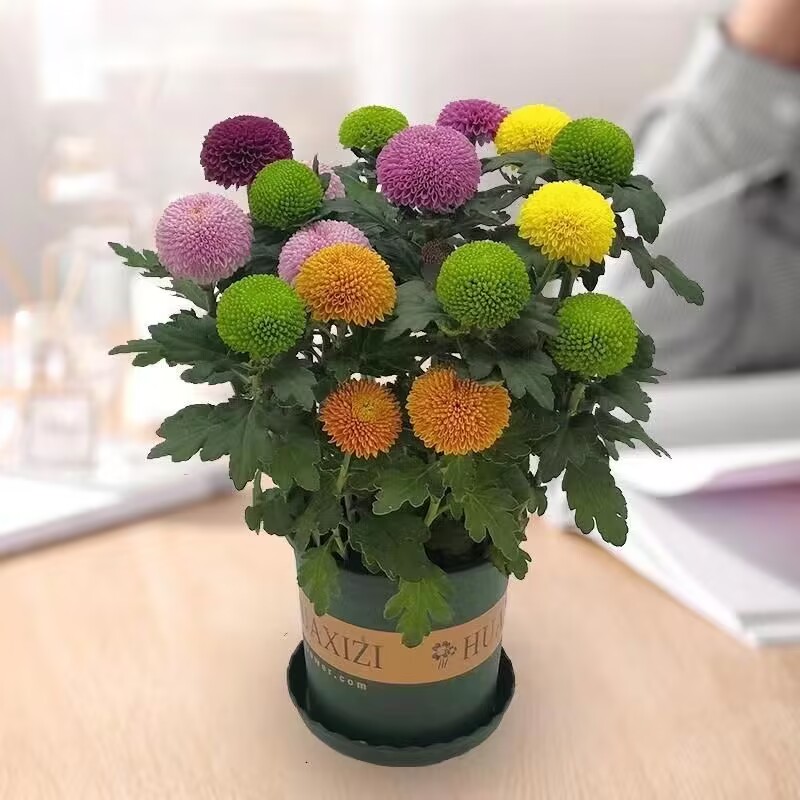 菊花室内室外庭院四季带花发货