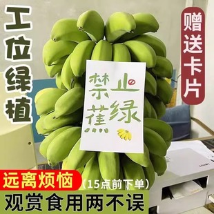 禁止焦虑香蕉盆栽绿植水培植物整串带杆小米蕉苹果蕉绿静止焦绿