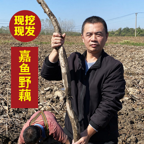 湖北莲藕新鲜九孔嘉鱼粉藕食材煲汤现挖带泥巴炖汤野藕非洪湖