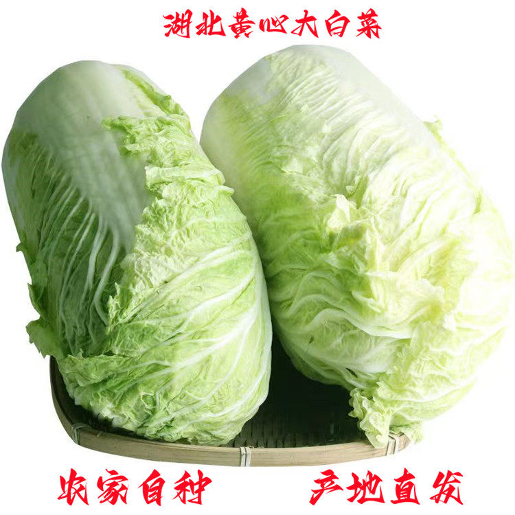 湖北新鲜大白菜有机蔬菜黄心包心