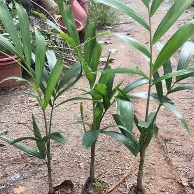 澳大利亚狐尾椰子苗四季常绿观叶植物棕榈科狐尾椰苗庭院花园盆栽