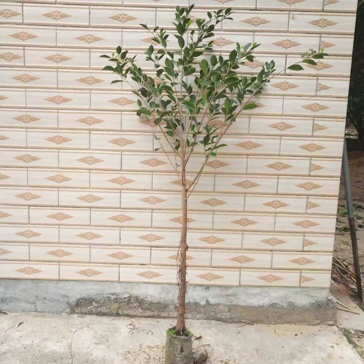 带原土球细叶榕树苗四季常青老桩遮阳树行道风景树正宗小叶榕树