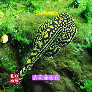 思凡腹吸鳅密点东南亚进口原生溪流清洁观赏除藻热带鱼温顺工具鱼