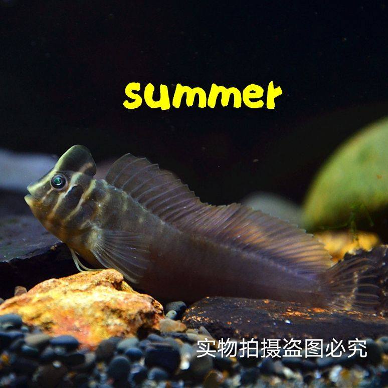 奧特曼青蛙魚斑頭肩鰓鳚汽水魚原生魚觀賞魚可淡化（到貨）在類目 寵物/寵物食品及用品, 水族世界, 魚中 - 來自Buy2taobao.com提供專業的淘寶代購服務