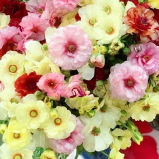 花毛茛种球切花蝴蝶成功系列赛牡丹球根种子阳台盆栽宿根植物花卉