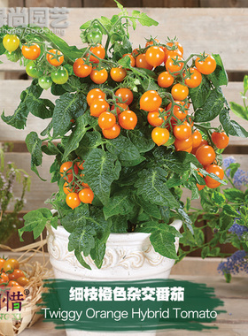 令人心碎的细枝橙色杂交番茄种子进口西红柿蔬菜籽瓜果樱桃番茄苗