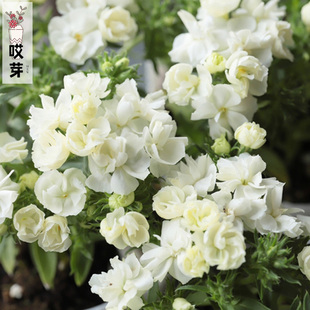 阳台花园盆栽鲜花 四季 进口矮生重瓣福禄考种子 承诺系列多色可选