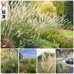 欧洲进口喷泉狼尾草种子 尾巴羽毛 观赏草庭院花镜盆栽切花束