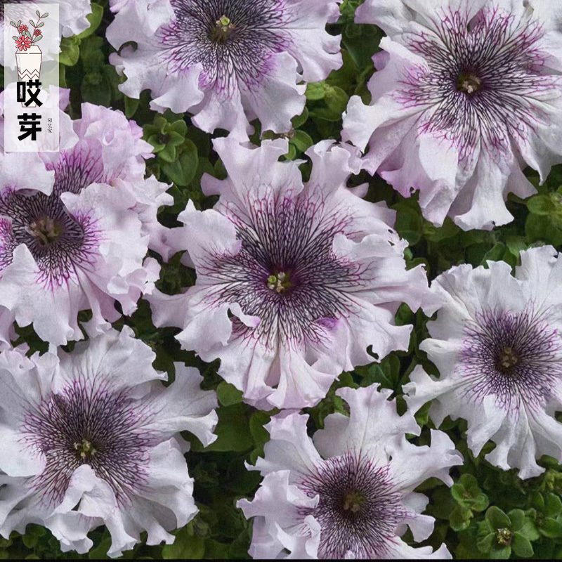 进口超大花卷边矮牵牛种子 娜娜系列多色可选 阳台盆栽芬芳花卉