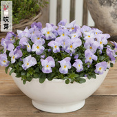 日本进口丰花型角堇种子 淡紫粉Viola 中提琴神仙色阳台庭院盆