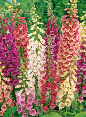 进口毛地黄种子 斑点尖顶 混色 Digitalis 四季阳台庭院盆栽花卉