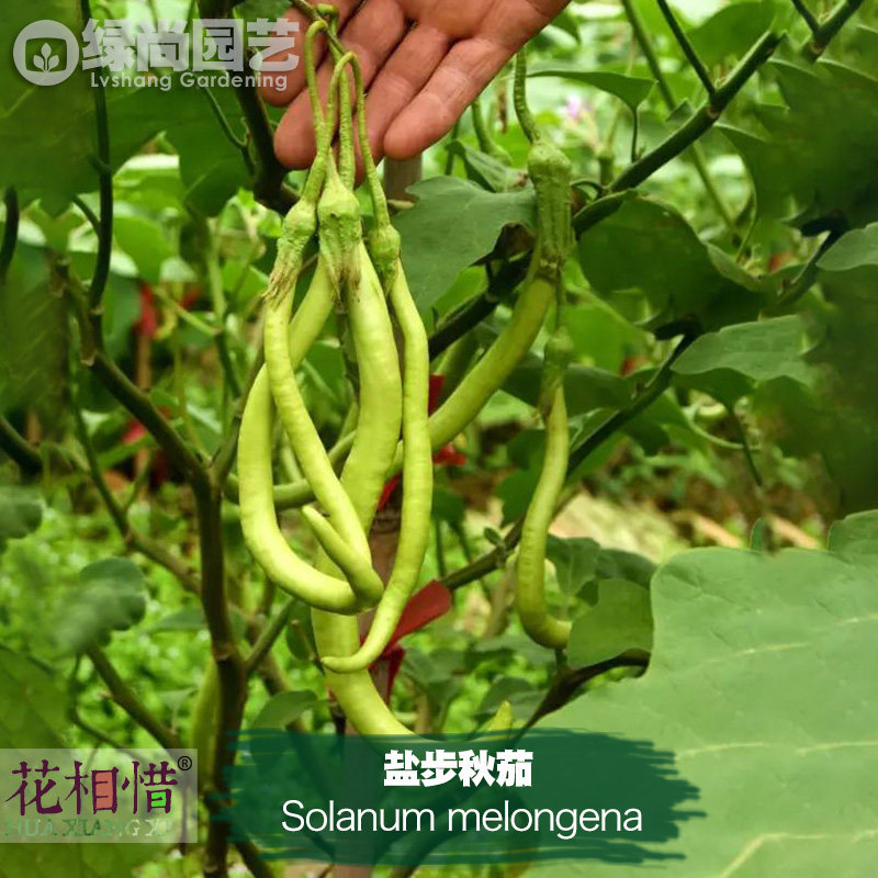 盐步秋茄种子进口细绿长茄子四季播种阳台盆栽蔬菜种籽瓜果茄子苗