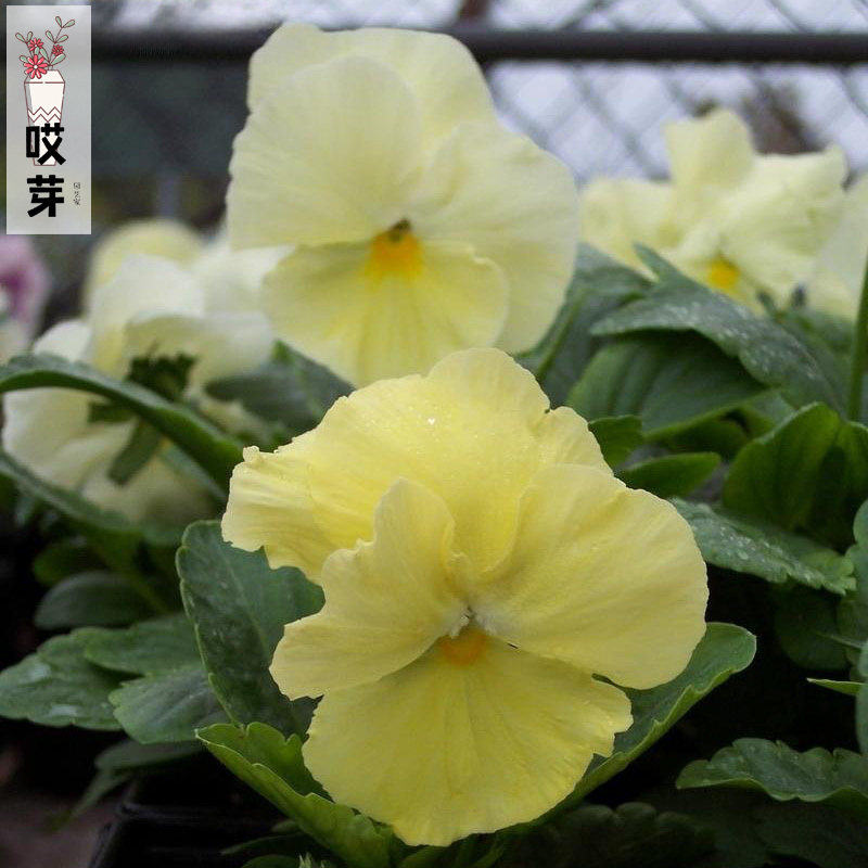日本进口三色堇种子 淡黄樱草 プリムローズ 中提琴神仙色角堇
