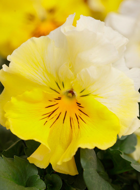 进口三色堇种子 Frizzle Sizzle 闪现 柠檬渐变 中提琴角堇神仙色