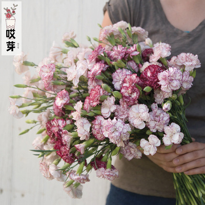 进口切花康乃馨种子 博尼戈纳 Carnation Benigna 香石竹多年生