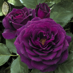 海潮之声 庭院阳台盆栽观花植物花卉 丰花月季花苗 四季开花