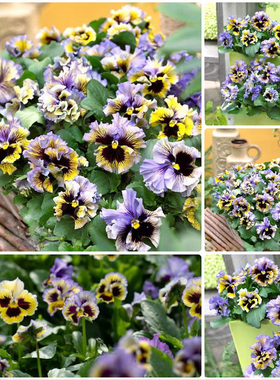 进口三色堇种子 Frizzle Sizzle 闪现 蓝莓漩涡 中提琴角堇神仙色