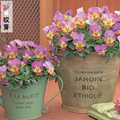 中提琴神仙色四季 日本进口角堇种子 古风玫红Viola 阳台庭院盆栽