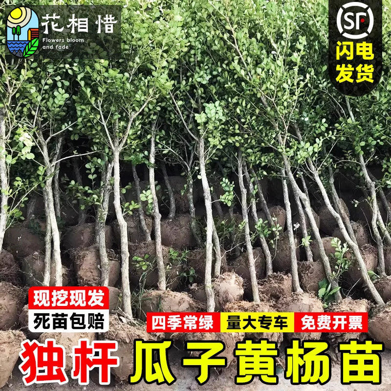 独杆黄杨树苗瓜子黄杨庭院耐寒四季常青风景树盆景素材小叶黄杨苗