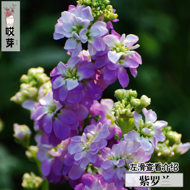 紫罗兰种子20粒装 草桂花 观花植物 四季庭院阳台盆栽花卉种子