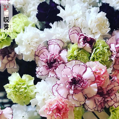 进口切花石竹种子 沙博巨人 混色 康乃馨盆栽庭院花园巨花芬芳型