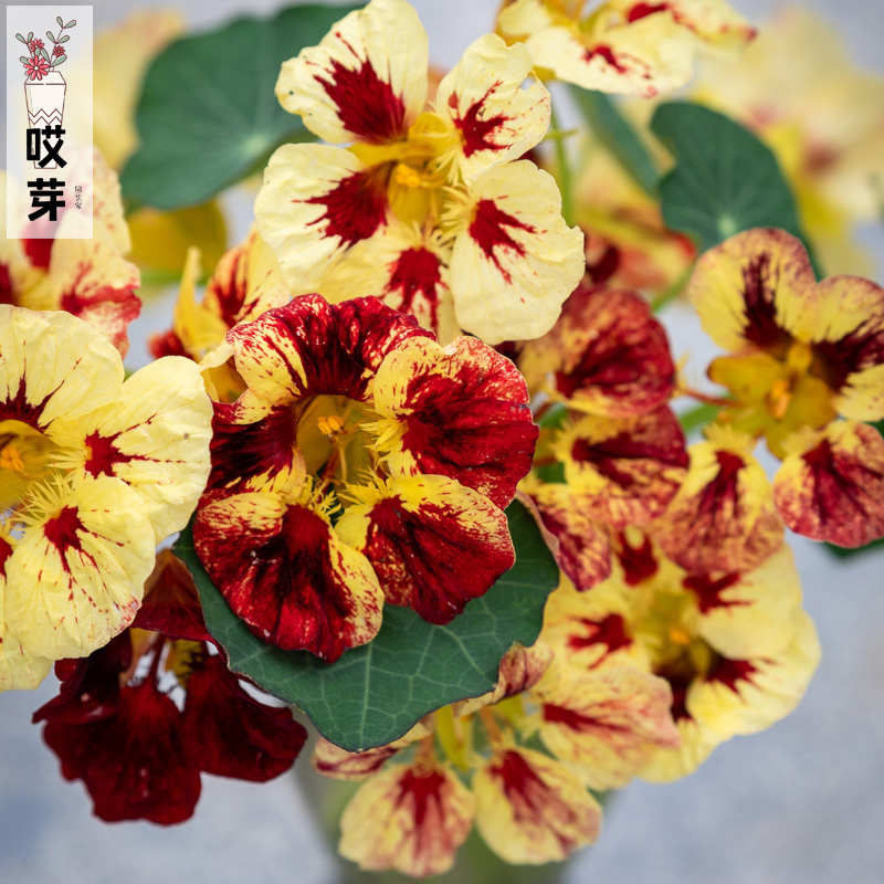 进口矮生旱金莲种子 血腥玛丽 四季庭院藤本阳台盆栽花卉色调多样