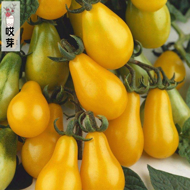 黄洋梨番茄种苗水果番茄种籽梨形樱桃番茄种子苗小西红柿种苗盆栽