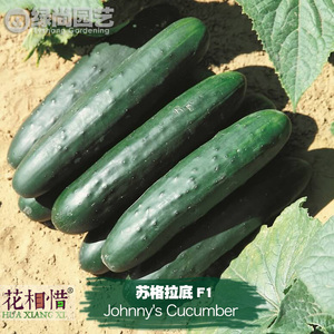 苏格拉底黄瓜种子进口 F1青瓜四季播阳台盆栽蔬菜种籽水果黄瓜苗
